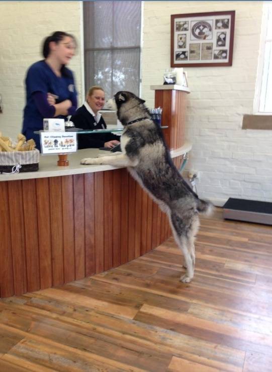 Yes, I'm here for my 6 year old check up