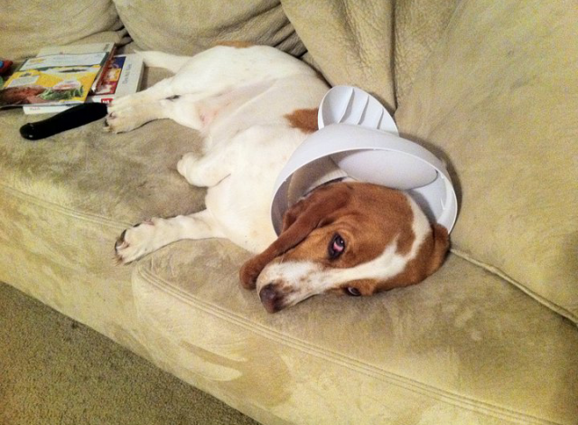 There was trash all over the floor this morning, I wonder who could have done it?