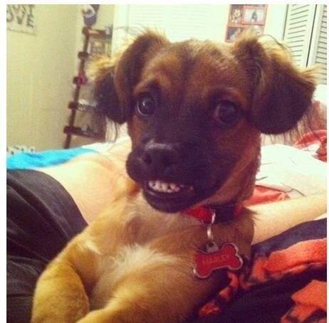 Are those cookies for me ?