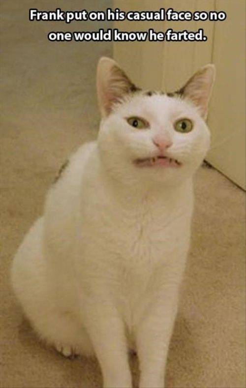 Special Kitty