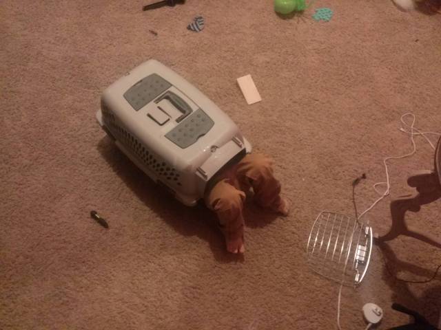 Heard my son making weird cat noises. Found him this way.