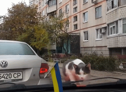 Curiosity scared the cat
