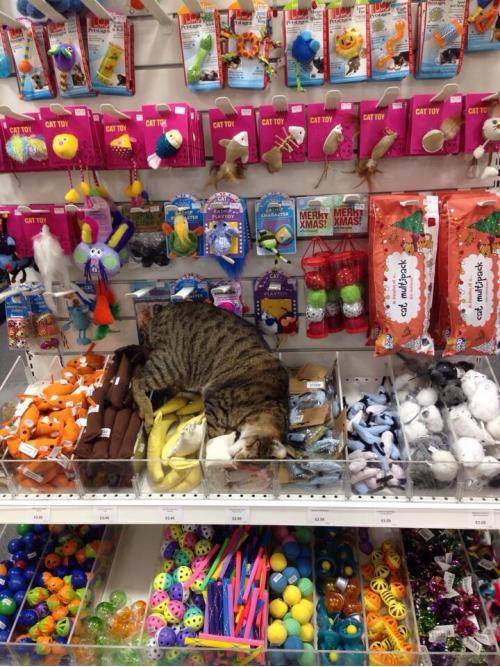 My sister manages a pet store. This is how she found a stray that wandered in last night.