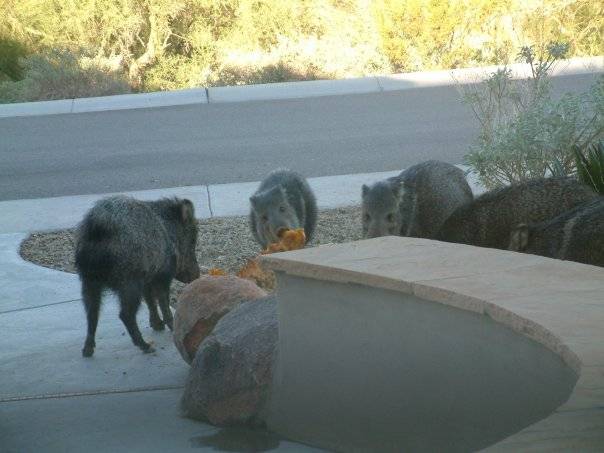 I'll see your moose eating a pumpkin and raise you a pack of javelina enjoying my jack o' lantern.