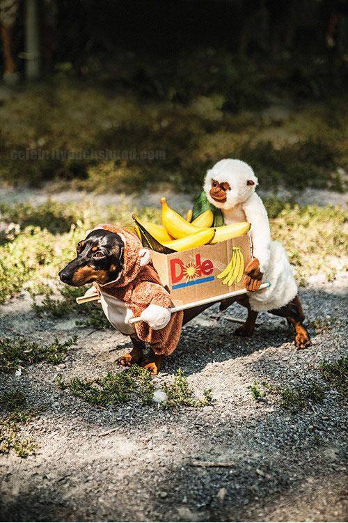 Costume I made last year for our dachshund –‘Two Monkeys Carrying a Box of Bananas’
