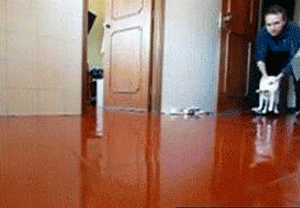 Cat Curling