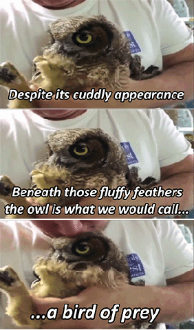 I love owls