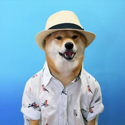 At my dogs vet they take portraits for about 30 bucks