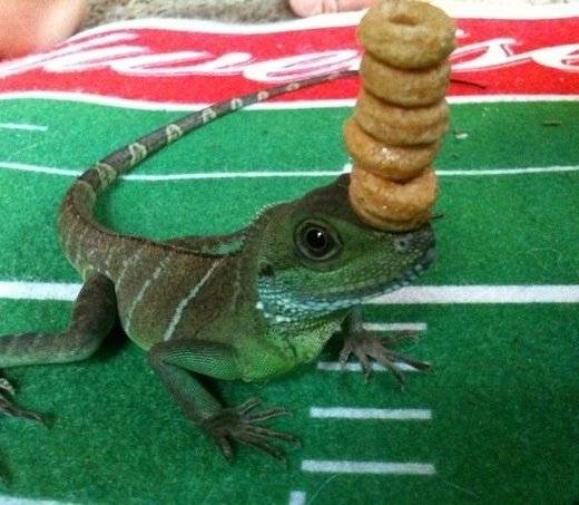 It's Yossarian's time to shine, SIX cheerios!