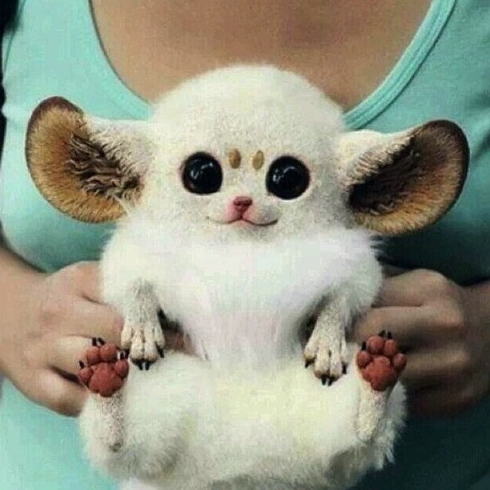 This is an Inari fox. Or a Pokémon, I'm not sure.
