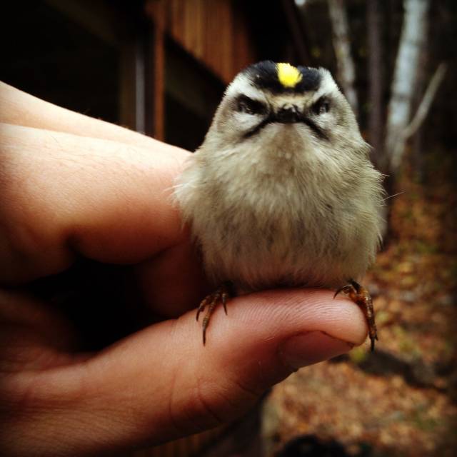 Meet Cedric, the Angriest Bird