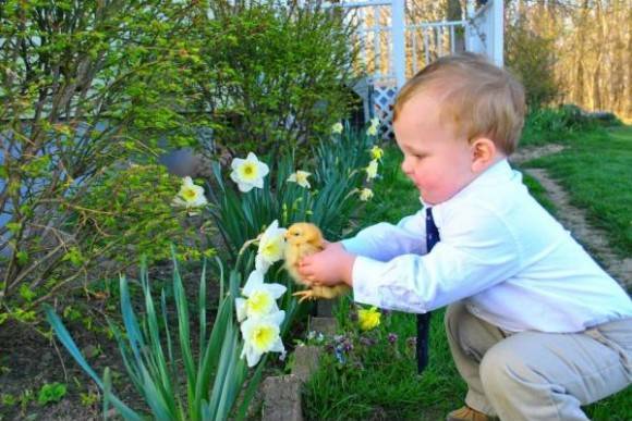 My nephew helping his pet chicken, Biscuit, smell a flower.