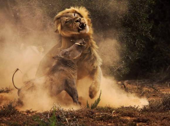 A warthog and a lion in combat.