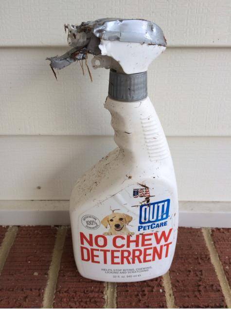 My dogs win...