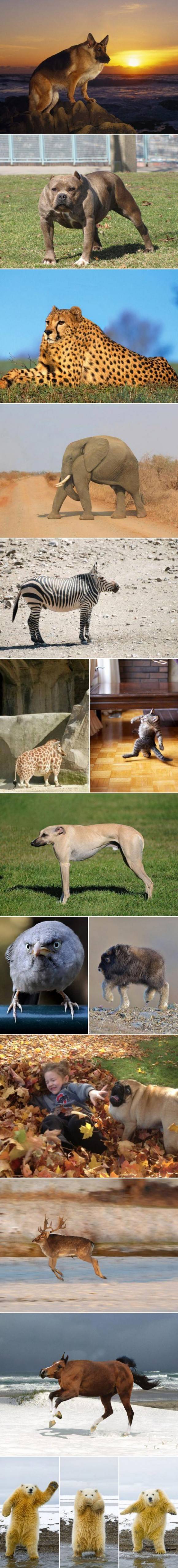 Animals without neck