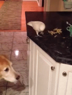 Bird feeding dog noodles