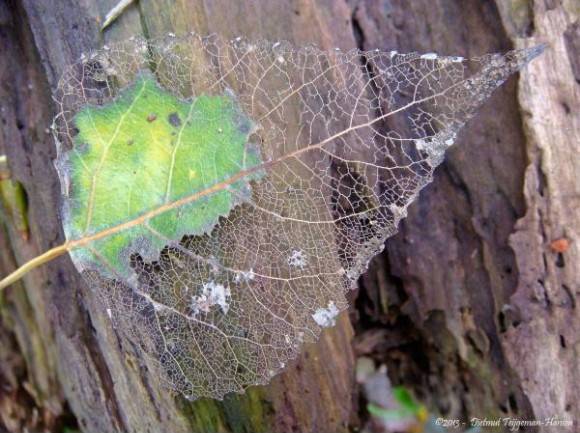 Deteriorating Leaf