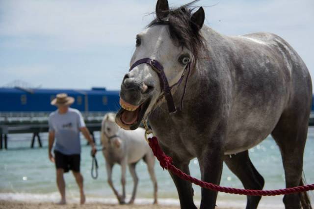 Our family friends took their horse to the beach for the first time.