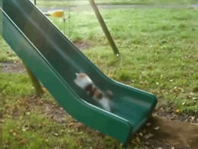 Cat on overdrive. 