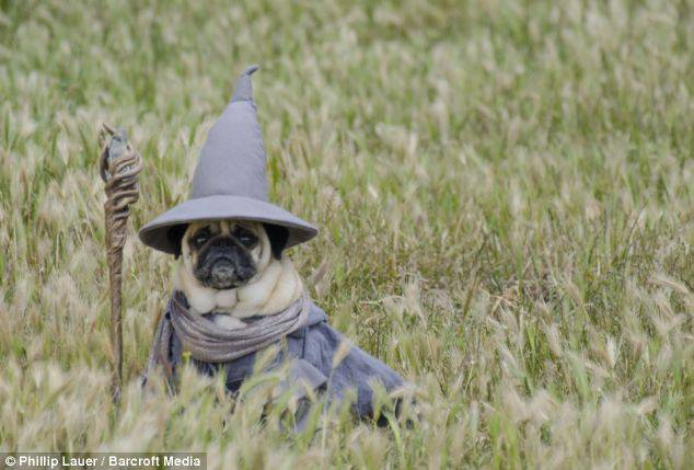 A pug dressed as Gandalf. That's it.