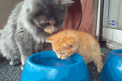 This is how you drink, youngin