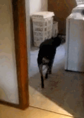 Dog fetching a beer