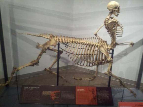 Centaur skeleton at my local wild life museum.