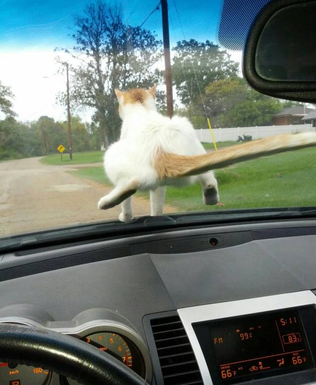 Wife drives to grandma's house. Amount of f*cks given by our new rescue cat: zero.