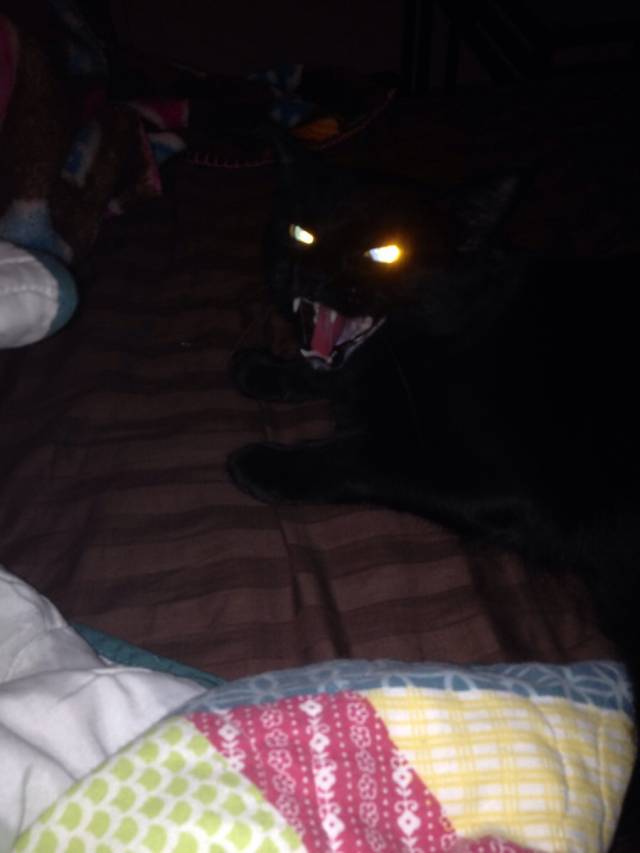 I tried to play with my roommates cat today, it was a catastrophe.