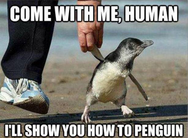 Penguins