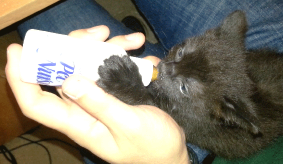 As annoying as bottle feeding kittens is, the little ear twitch pretty much makes it worth it.