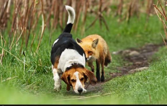 World’s worst hunting dog.