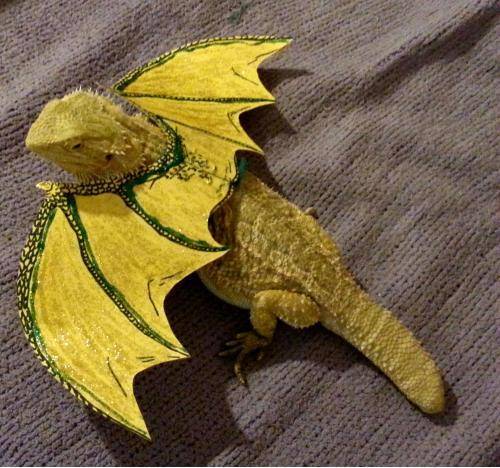 My girlfriend insisted we dress our bearded dragon up for Halloween