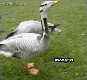 Aw yiss...