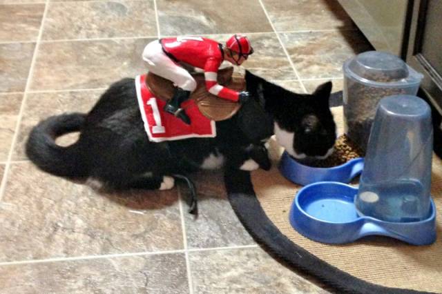 I lose it every time i see my cat now (Halloween)