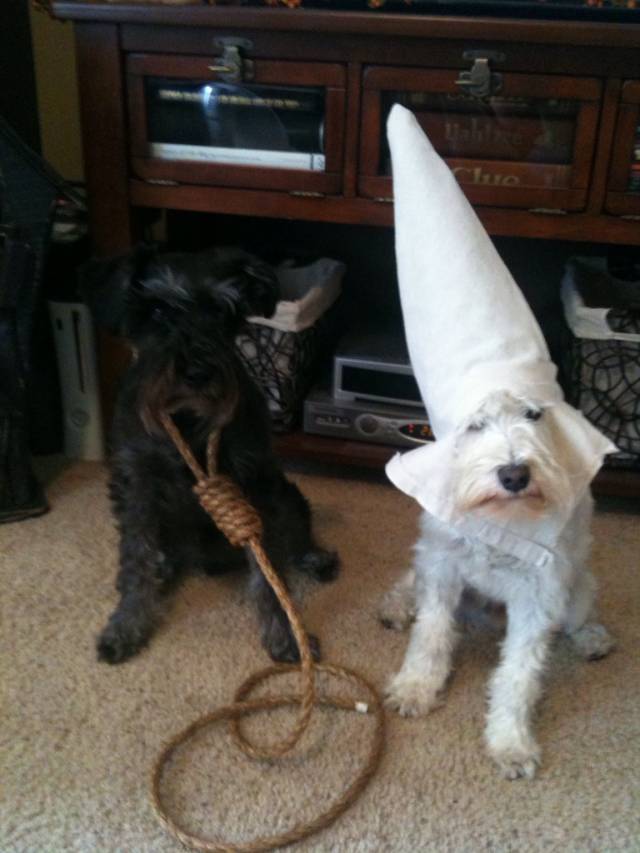 Halloween costumes for my dogs. (I'm black feel free to laugh, cause its a f*ckin joke)