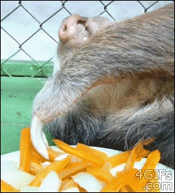 Sloth enjoying snacks.