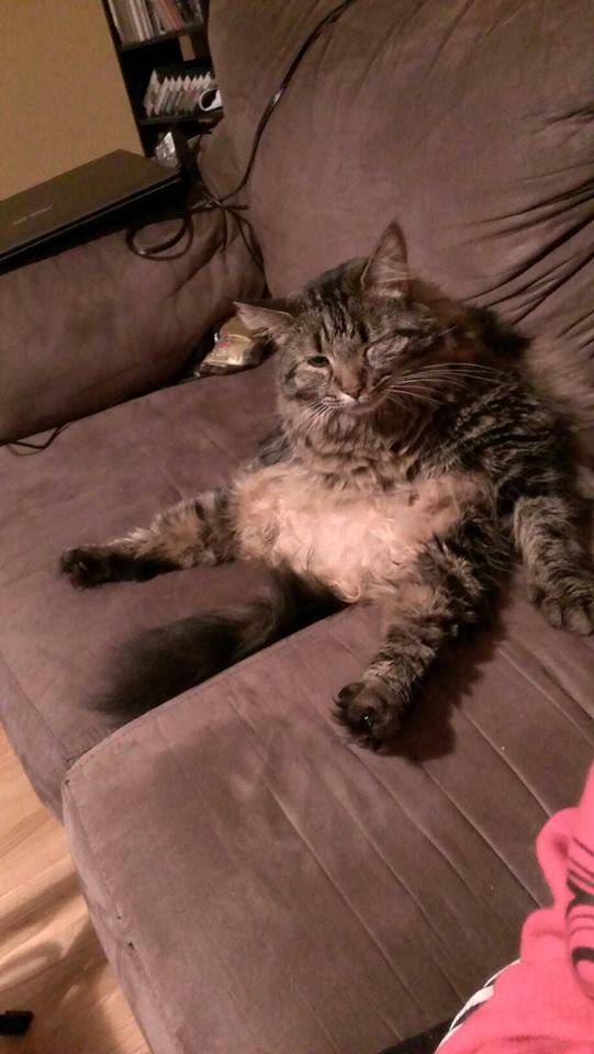 Look at my fat ass cat sitting on my sofa like a human, winking... Look at it!