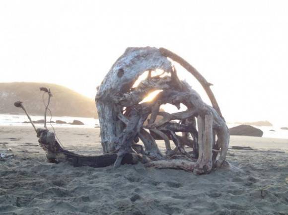My brother made this snail in Oregon with driftwood and whatever he found on shore.