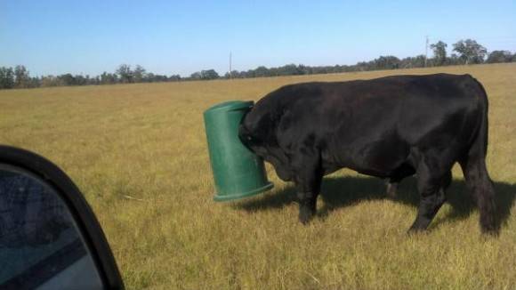 My dad works for a farm. Today, he had to free a cow who got her head stuck in a garbage can.