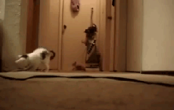 Kittens accidentally activate the hoover