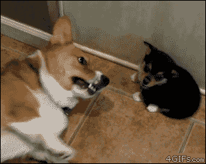 Puppy used fart. It is a critical hit!