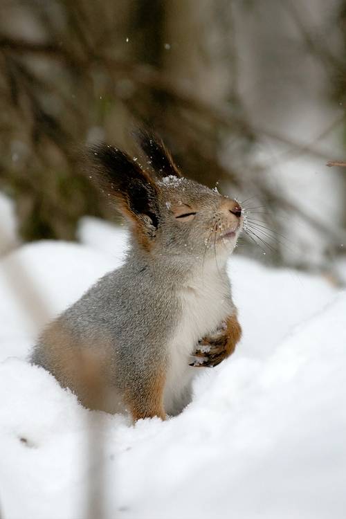 Overly Dramatic Squirrel.