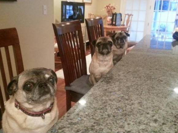 My friends pugs have very good manners.
