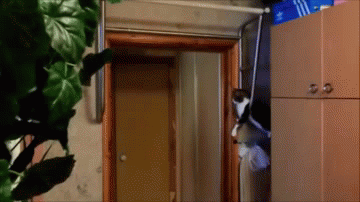 Bro cat
