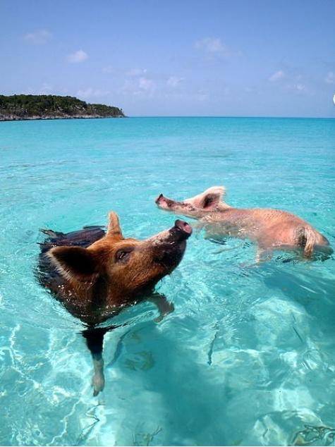 Swimming pigs from Major Cay, an island in the Bahamas inhabited only by pigs.