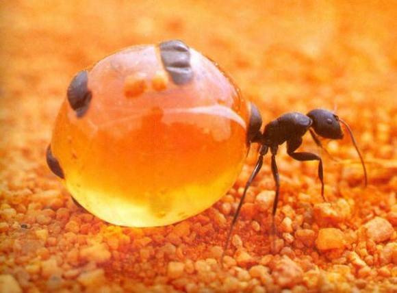This ant’s abdomen is hugely swollen with nectar. Honey pot ants serve as living larders for the ant colony. They are so valuable that raider ants from other colonies will try to steal them for their food stores.