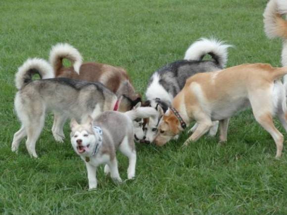 My dog peed at the dog park.