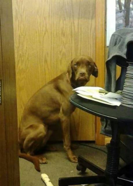 I don't have a relevant title, but this dog definitely belongs here.