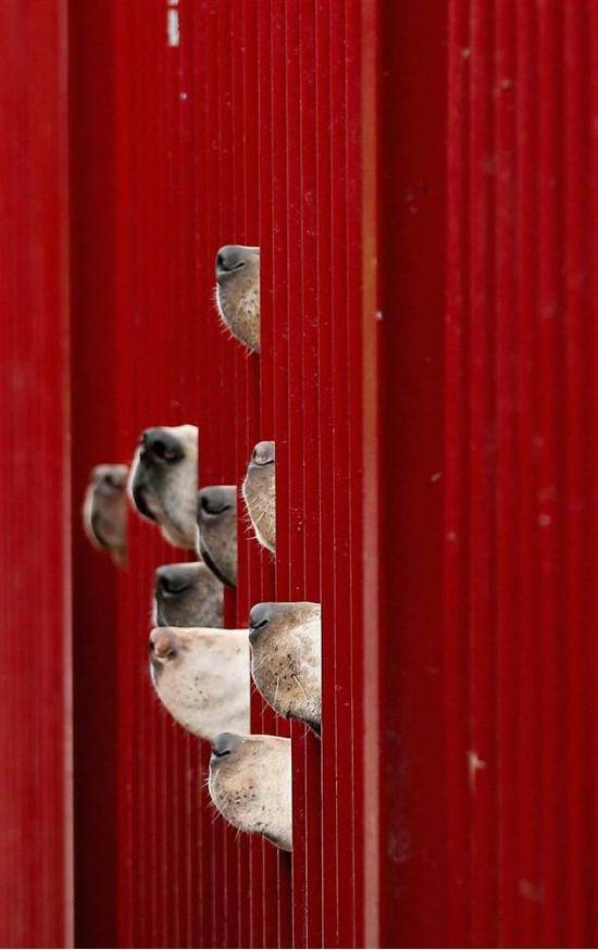 Foxhounds at the Fence